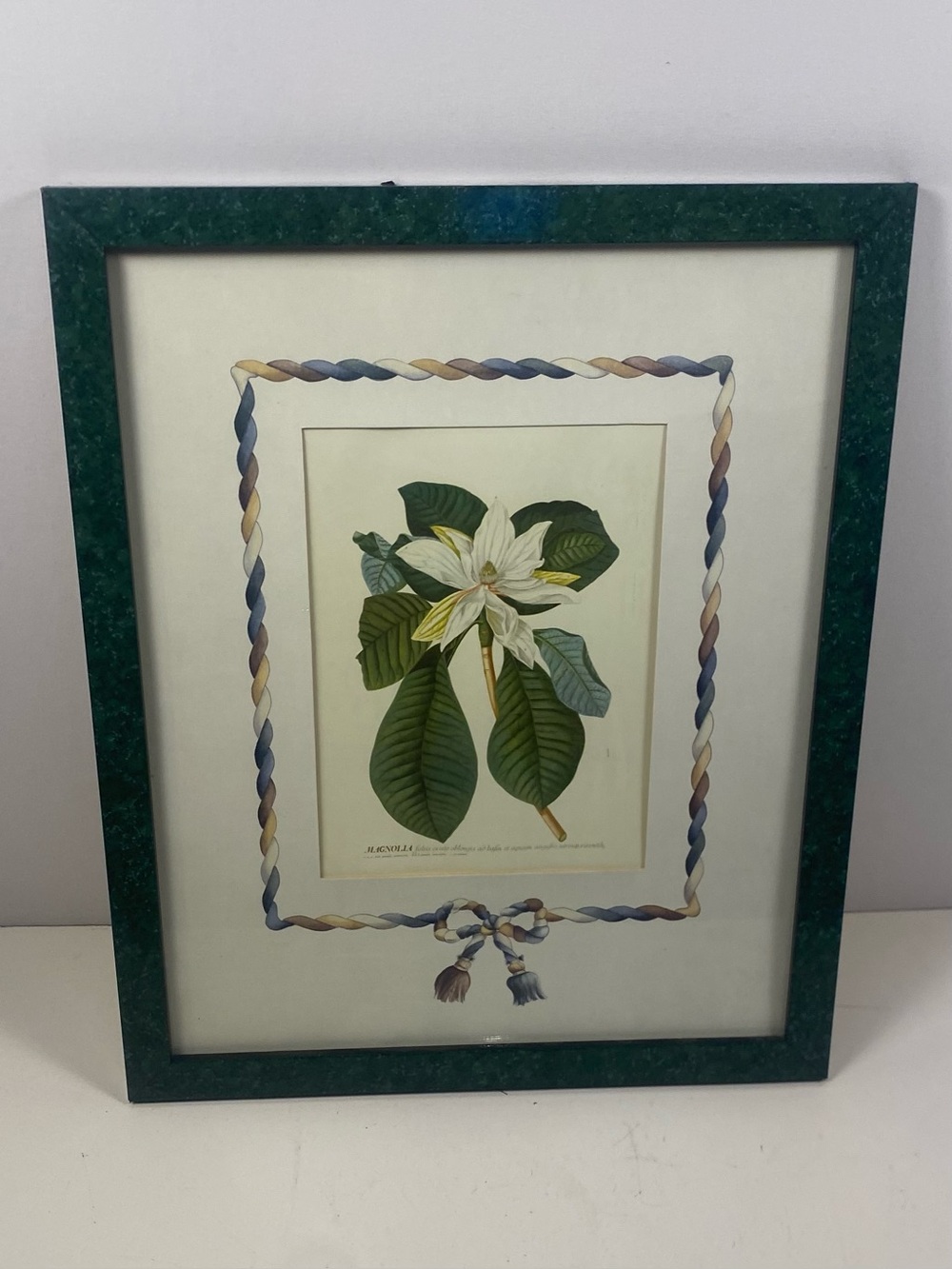 Vintage Reproduction Magnolia 62 
Botanical Illustration 18”x22”